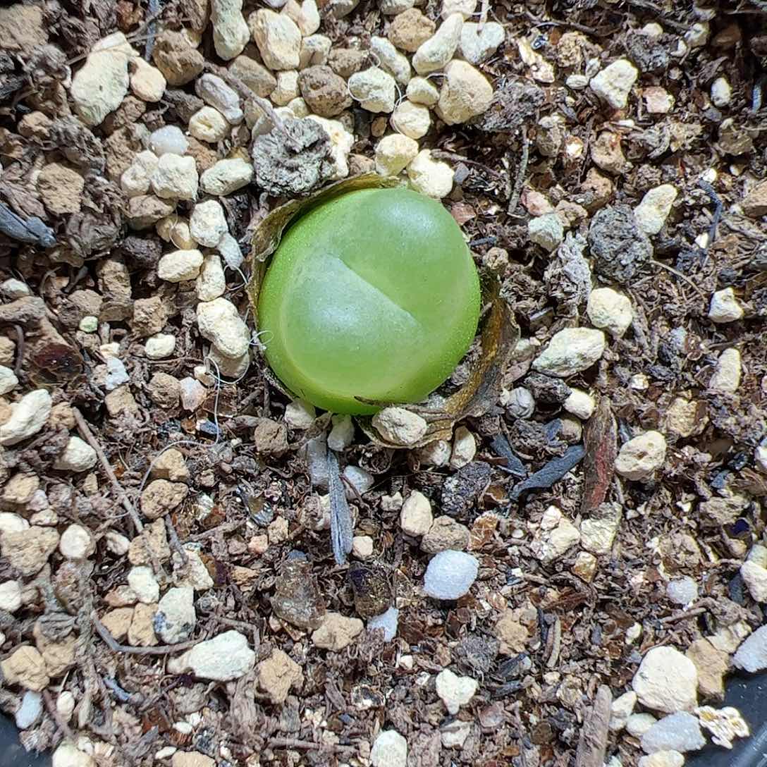 【闪购商品】219 拉登