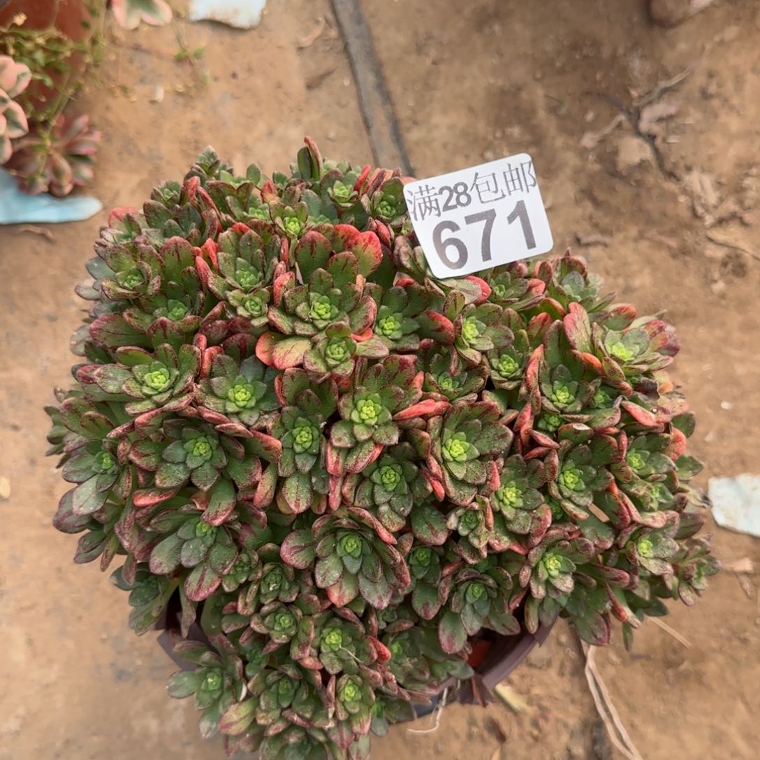 小狐狸多肉瑕疵671满28包邮断枝不包