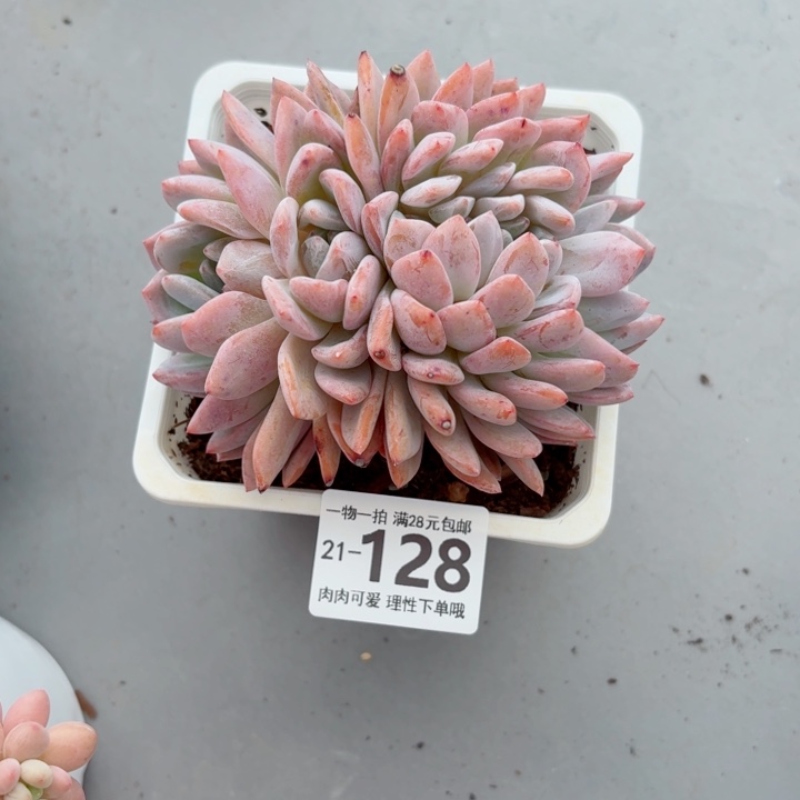 橙梦露缀化无盆土发货多肉