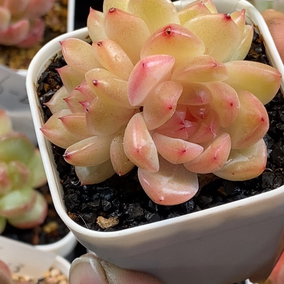 天官赐福百无禁忌