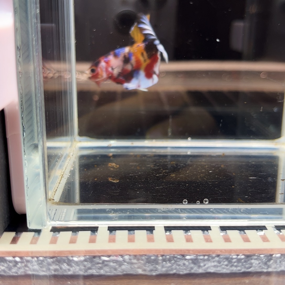 海水鱼宙斯斗鱼竞拍1226