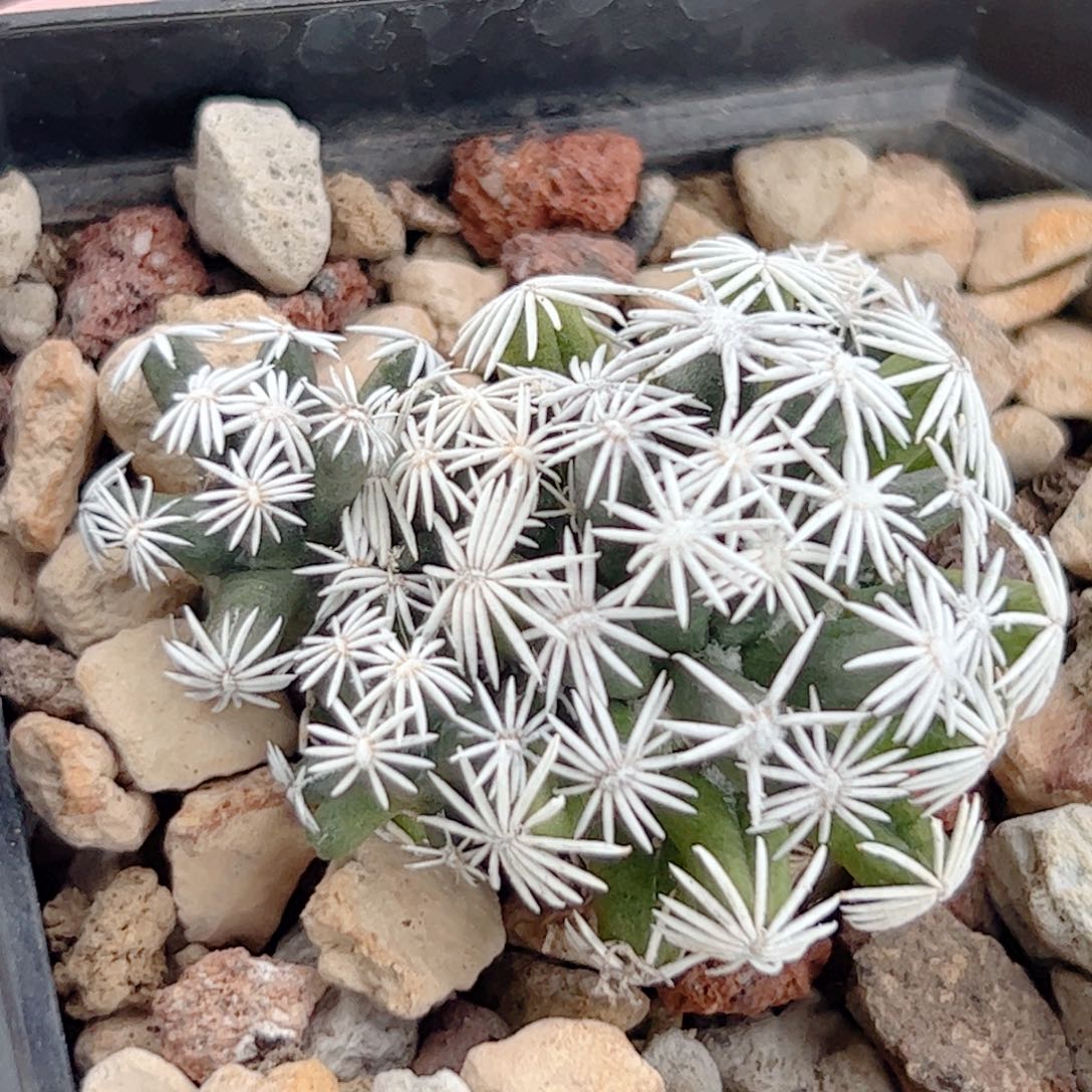 孤月自根 仙人球