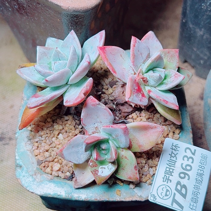 9632泡芙仙女杯多肉