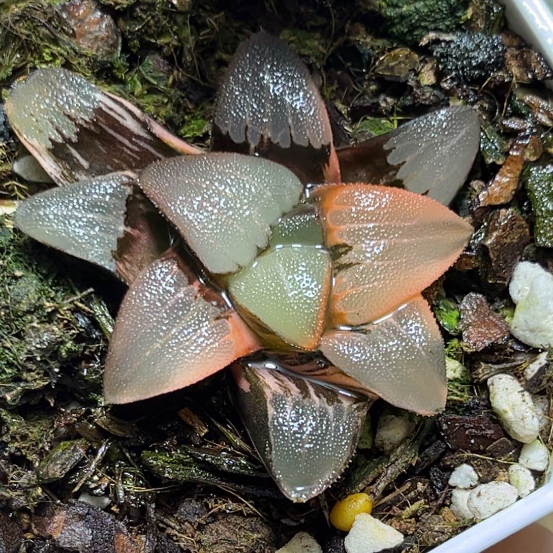 恭喜发财大吉大利672