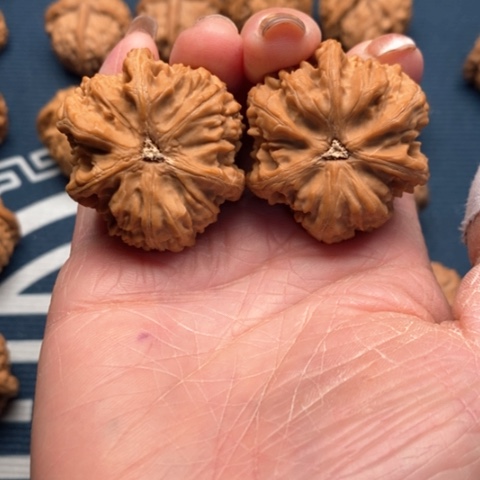 橄榄核手串/手链森文山38