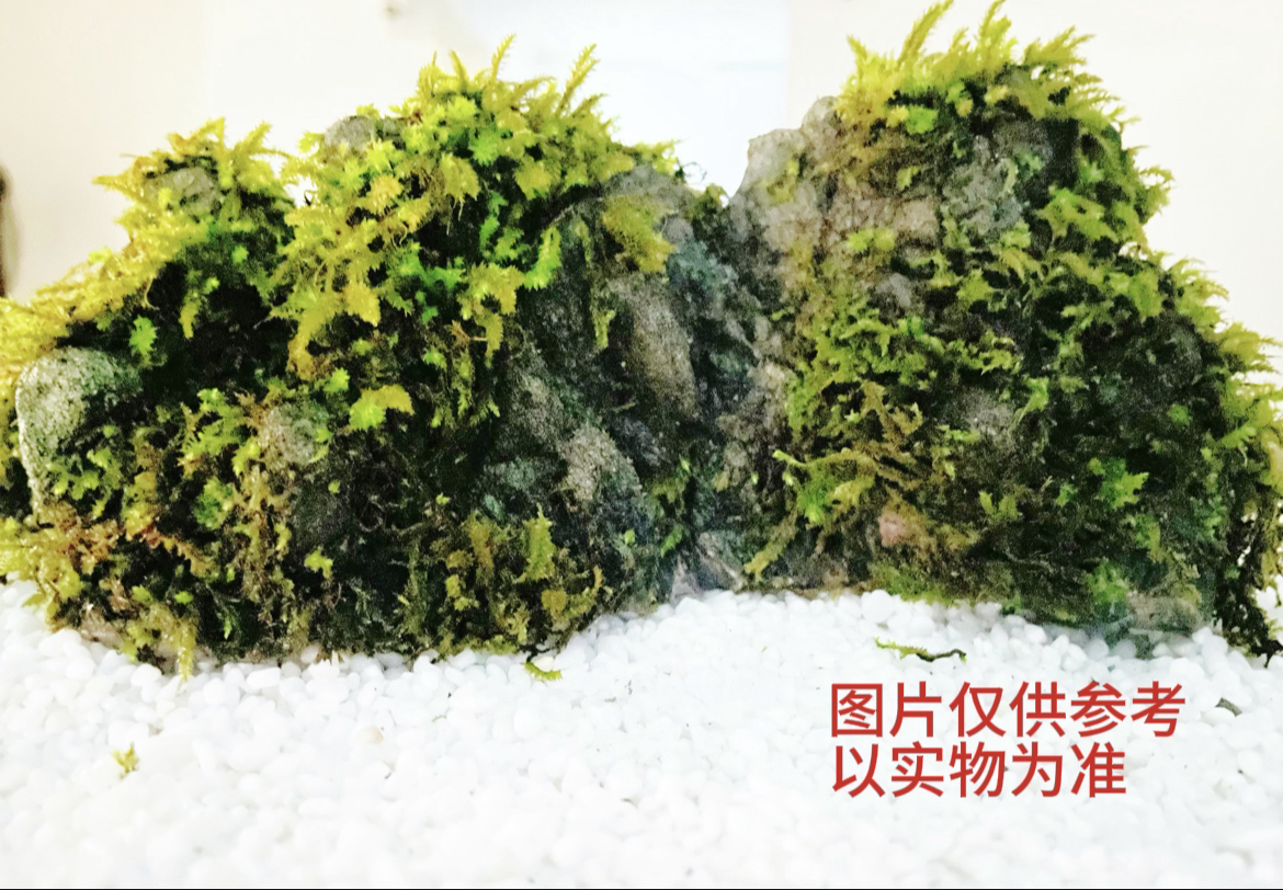 广西天然精品龟纹石奇石