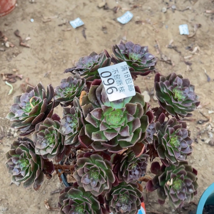 096黑魔大手捧1法师