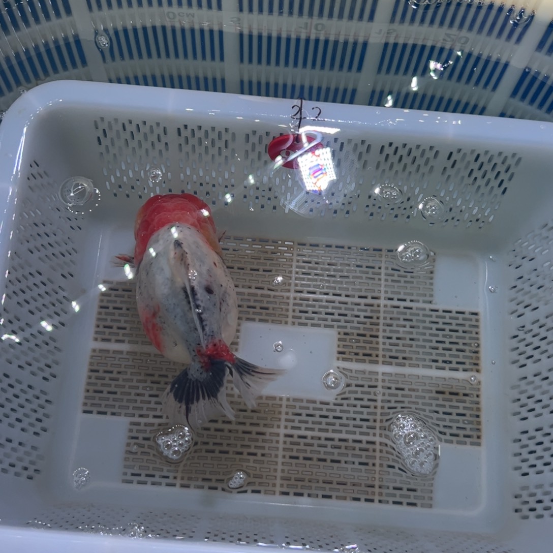 用***2海水鱼我好安排下我在来贵阳