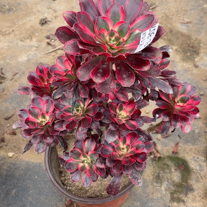 807香多肉12344678多肉