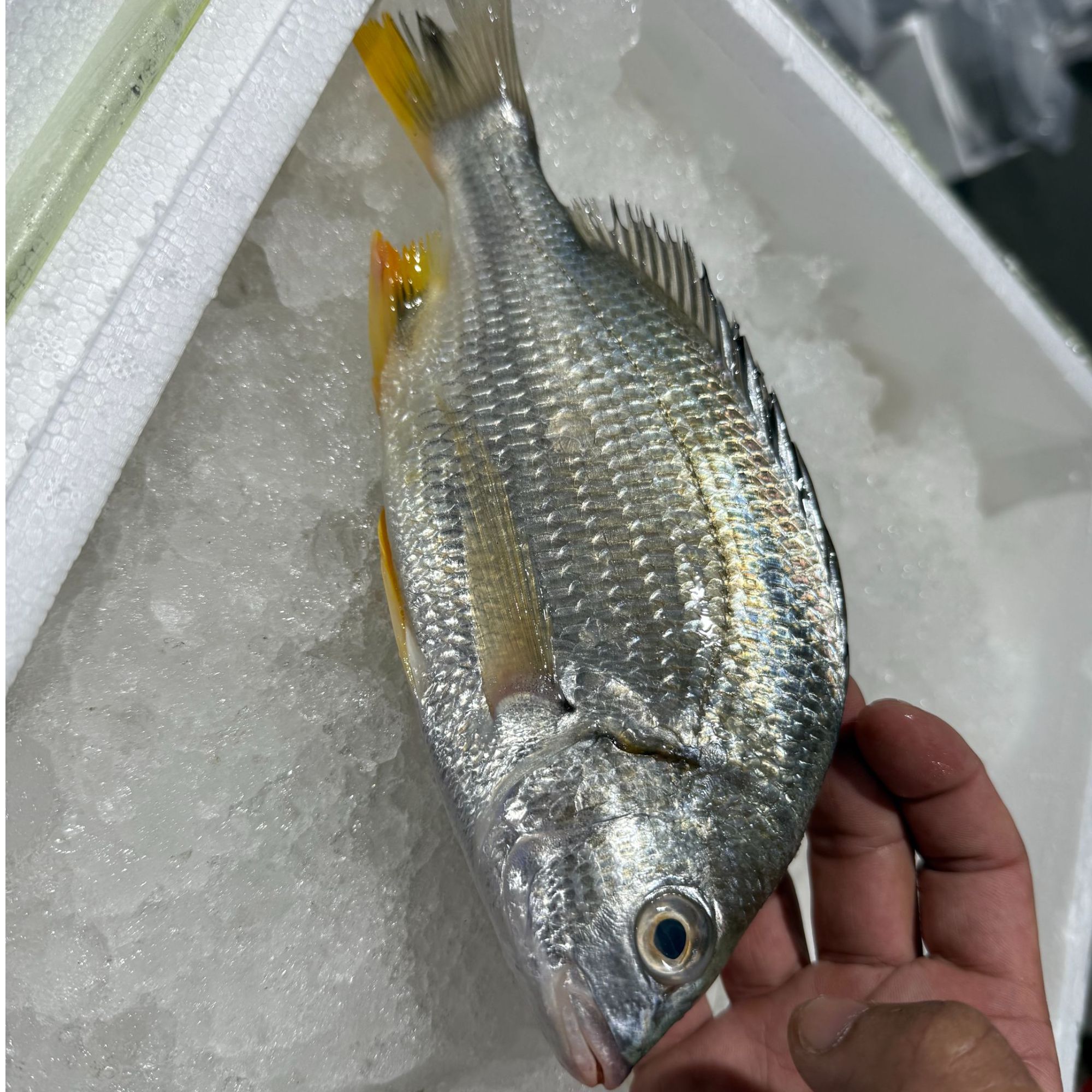 【压冰】野生海钓黄翅（黄脚立）3-4只约2斤 顺丰发货