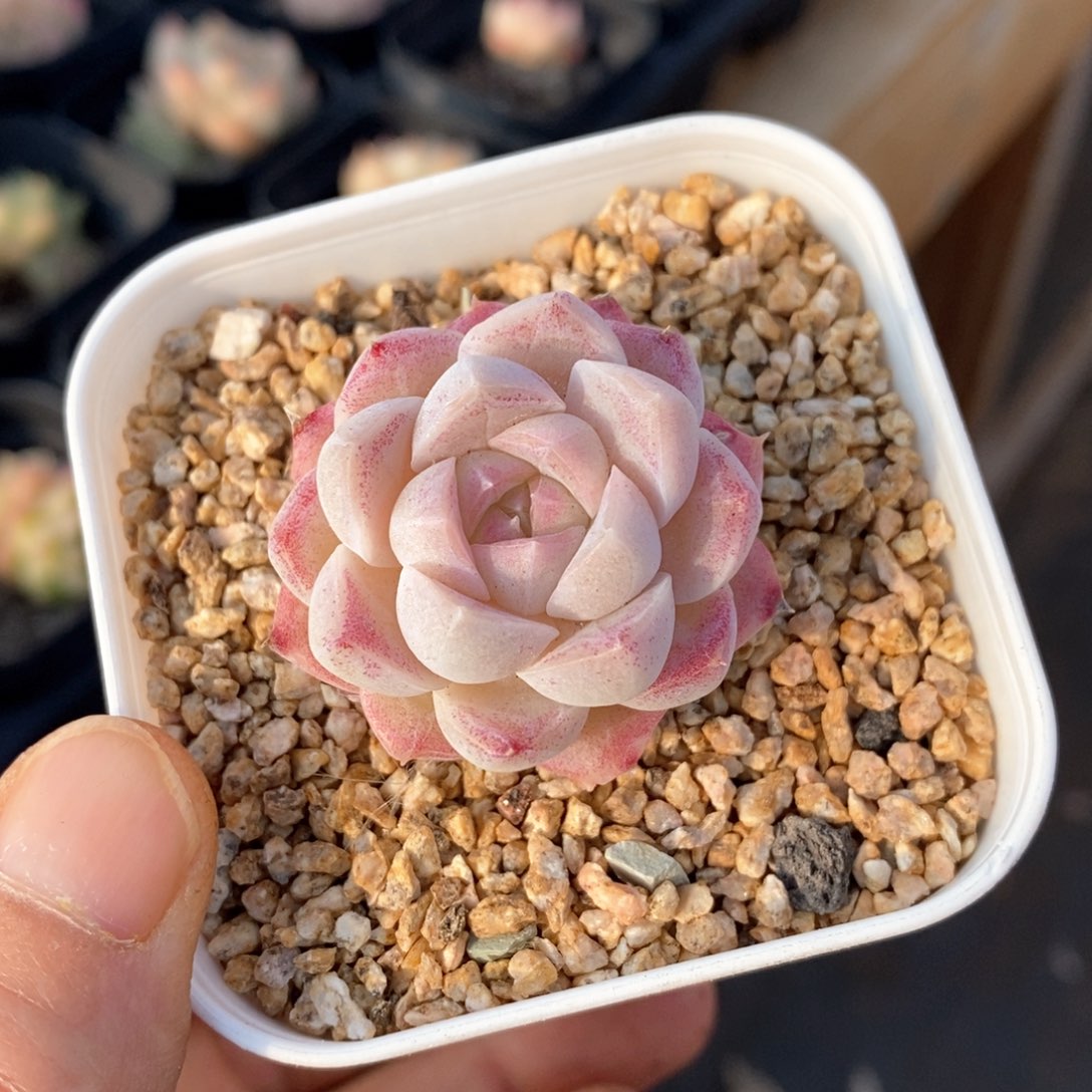 精品多肉一物一拍242