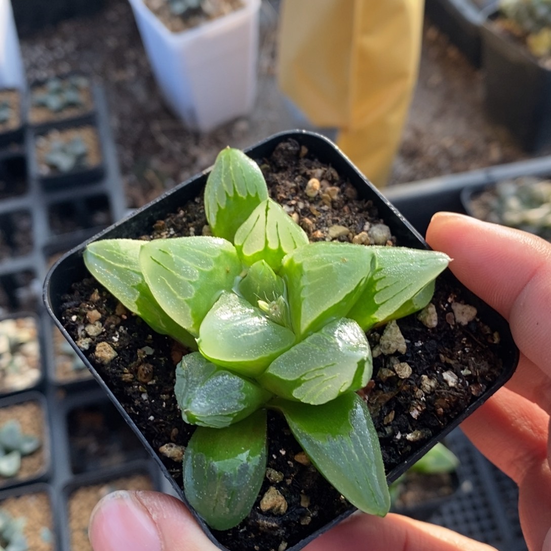 冰城一颗 元旦整点福利