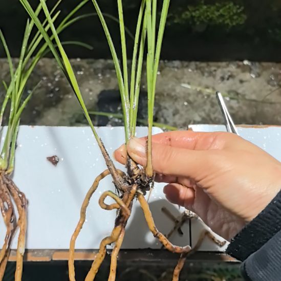 完全开放红燕引种苗