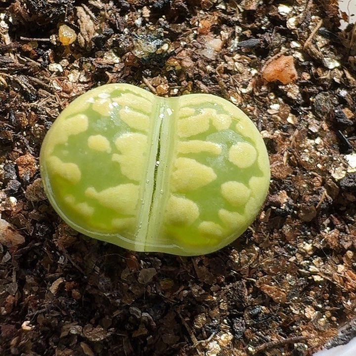 生石花233:：：。 100