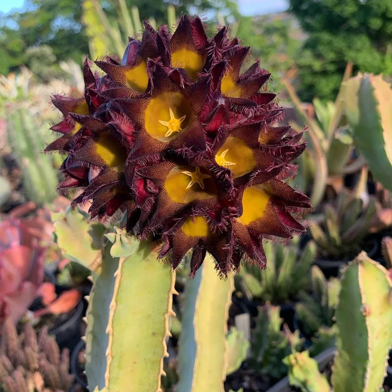 四方萝藦多肉植物仙人球绿植五角星花枝条简约风白角防辐射盆栽