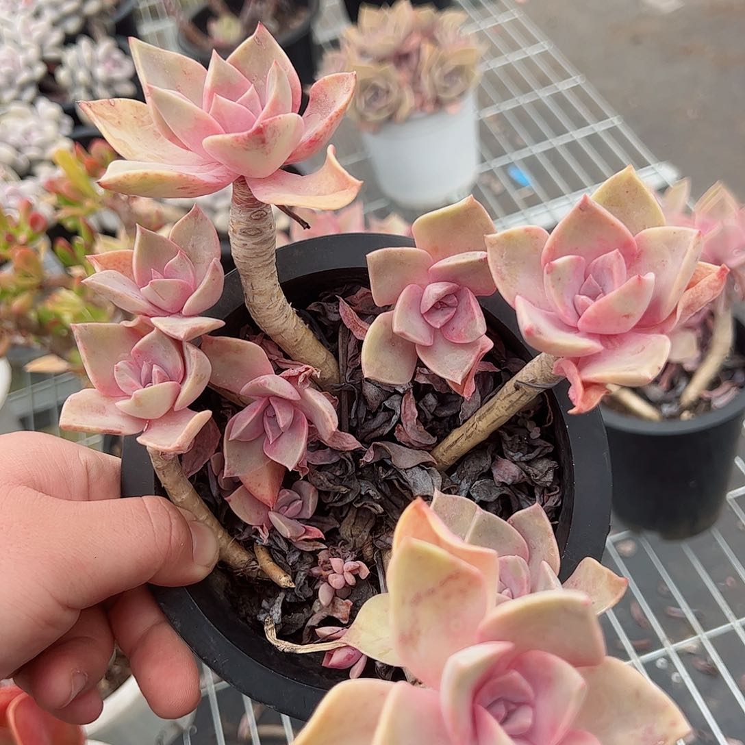 原始初恋老桩多头