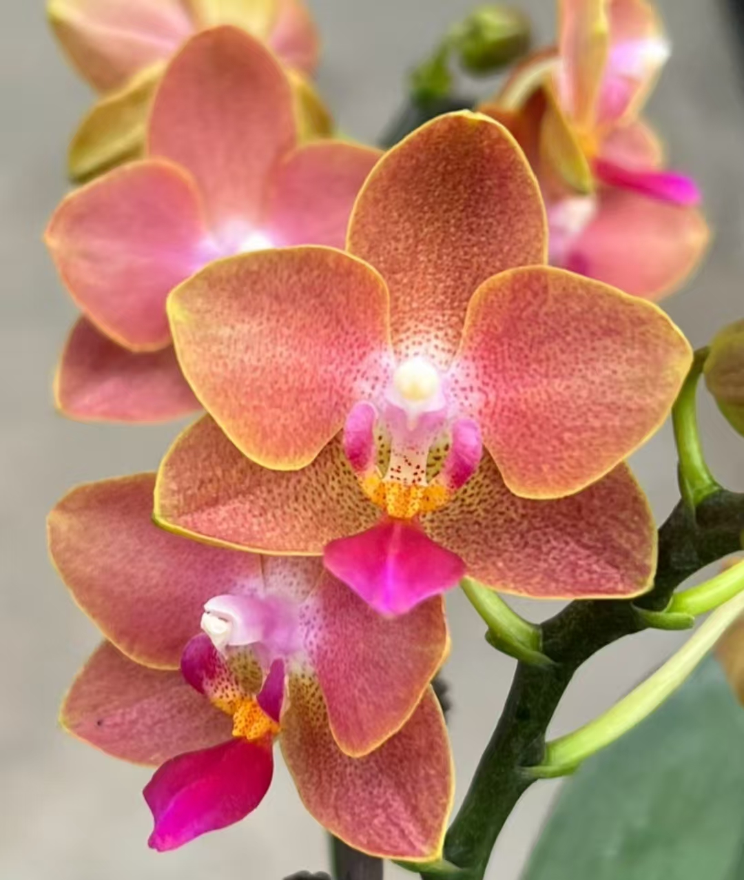 【精品特挑】小鲑鱼蝴蝶兰 4-6花剑 盆栽鲜花绿植客厅卧室摆件