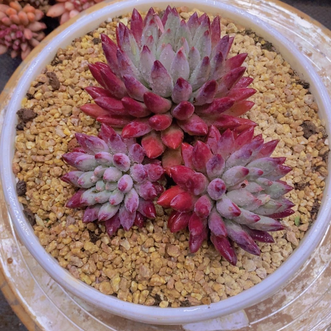 多肉植物多肉植物