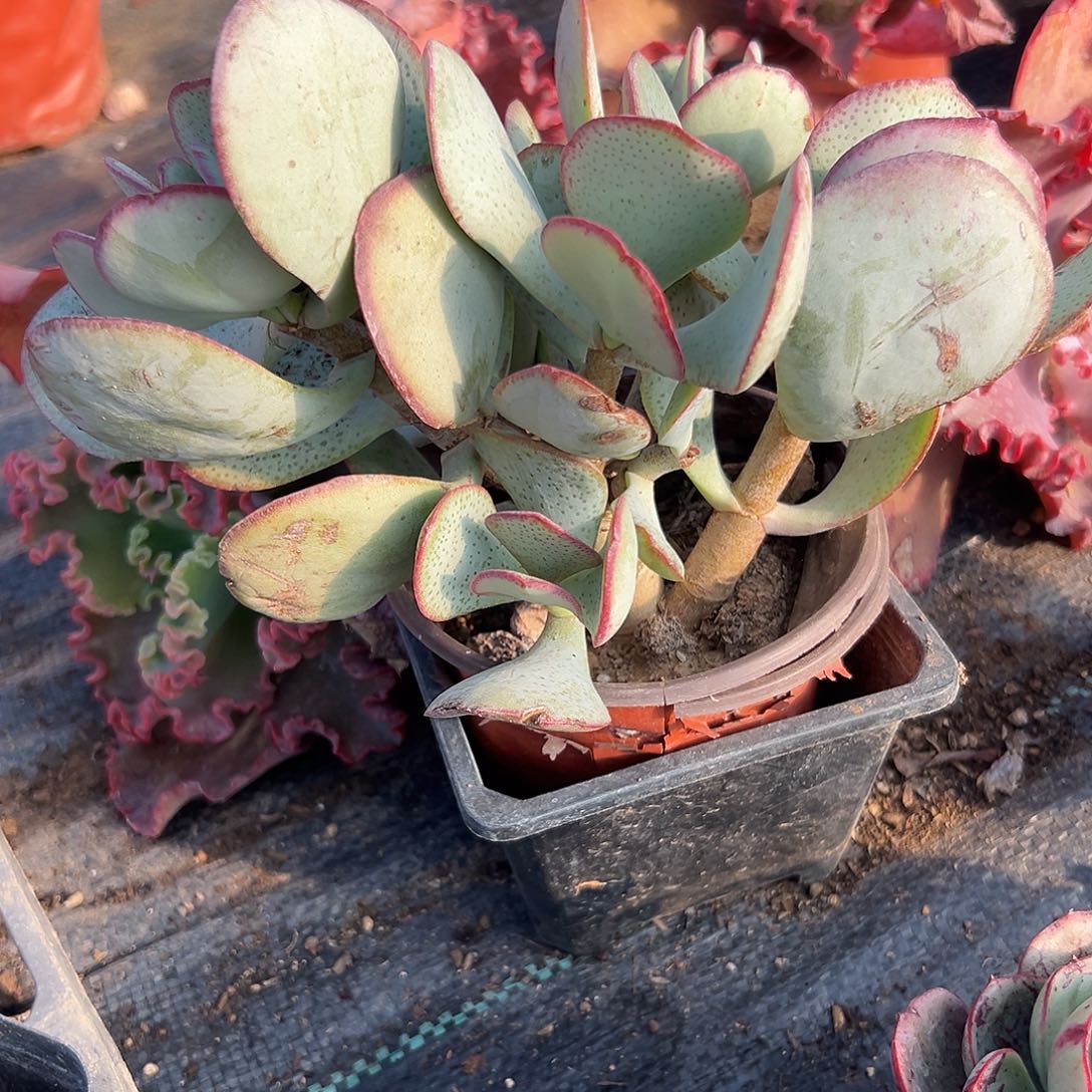 多肉植物蓝鸟花月