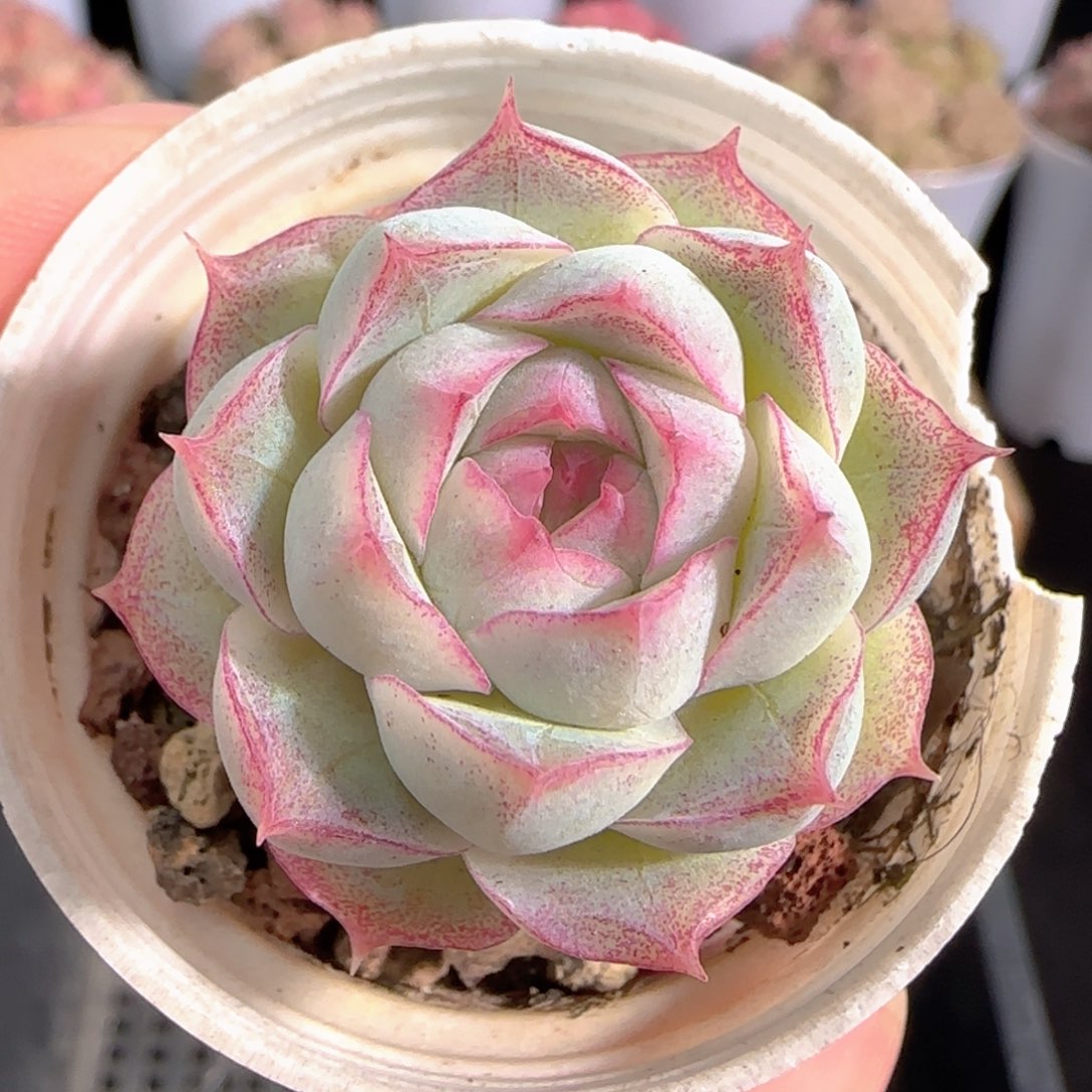 多肉0103-119女王玫瑰