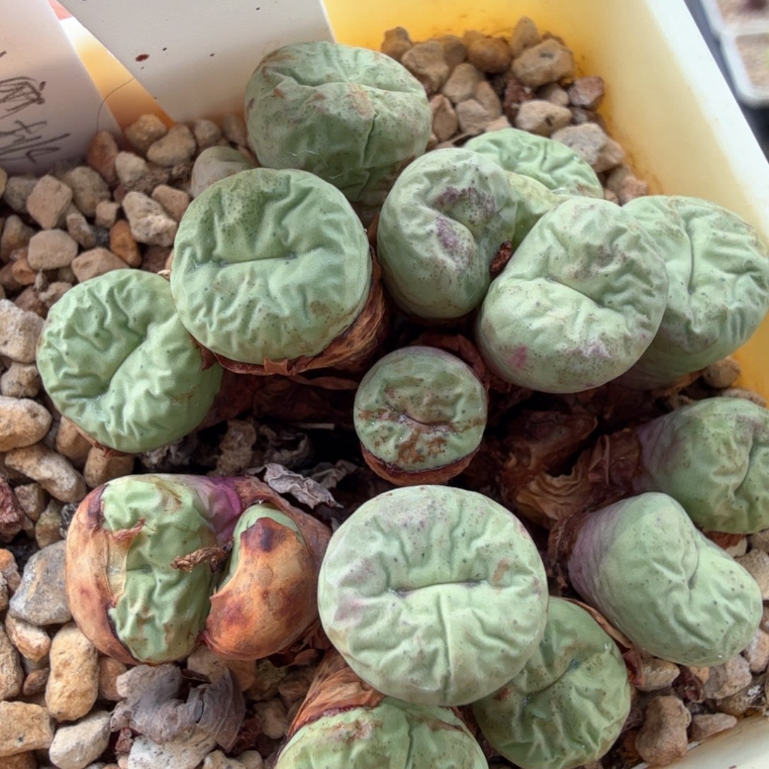 9/3/c17 嘴巴sp嘴sp