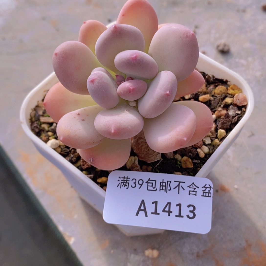 苹果奶单头1413多肉植物