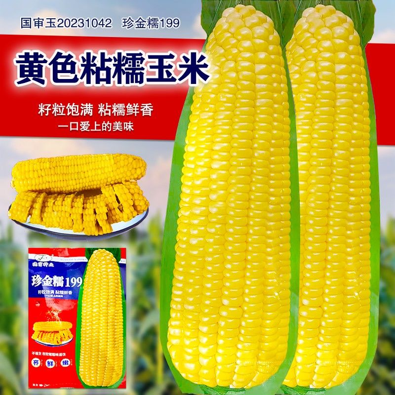 珍金糯199黄甜糯玉米种子
