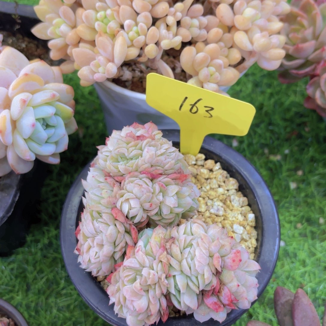 旋***马我的小可爱们都好可爱