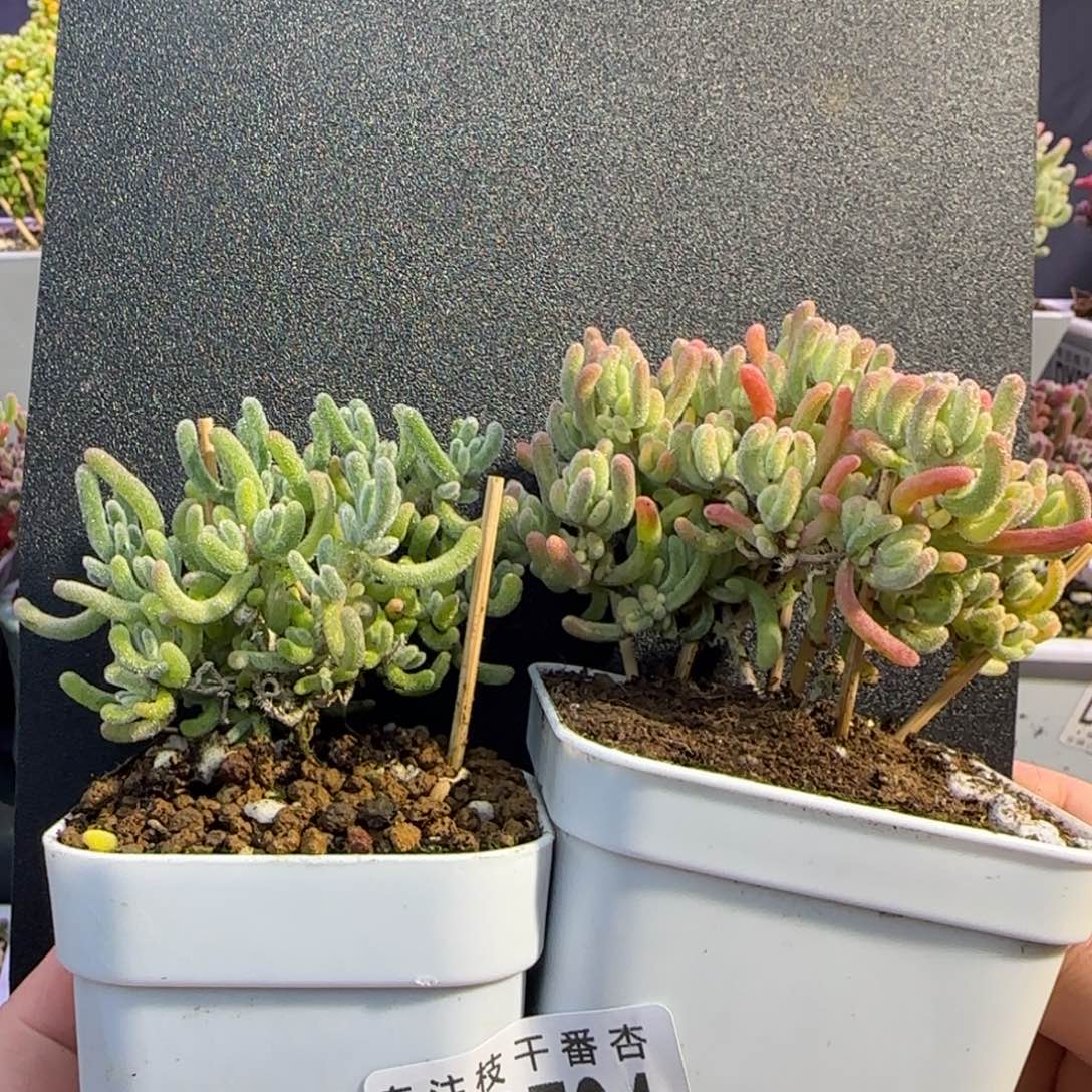 Z****dy0794橙叶锦和蛋黄派双颗