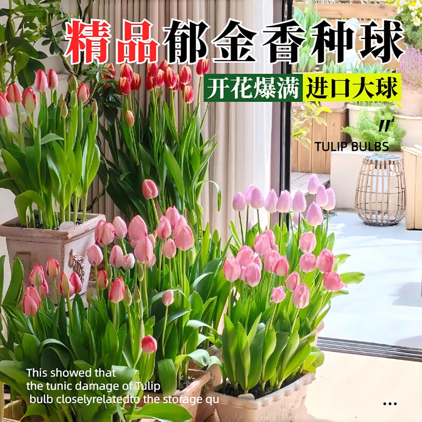 【荷兰进口郁金香种球自然球】12+地栽盆栽多年生易养耐寒花卉