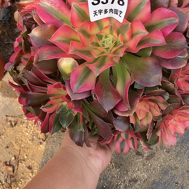 多肉植物香妃378多肉