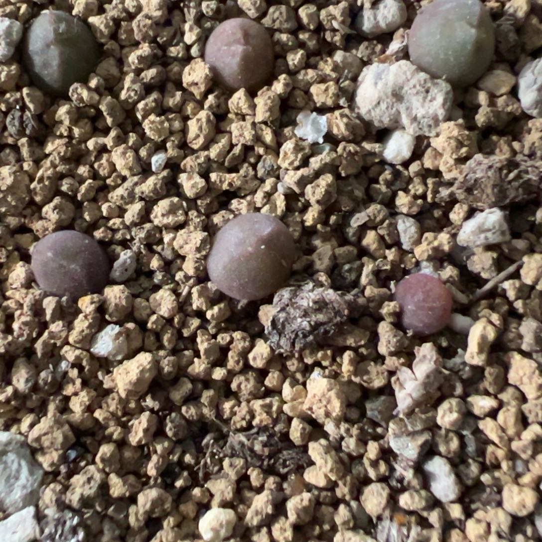 量拍ts大眼睛空蝉小苗一颗