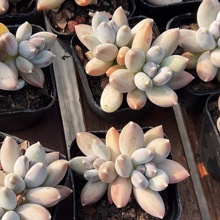 团 059   双头  松果美人