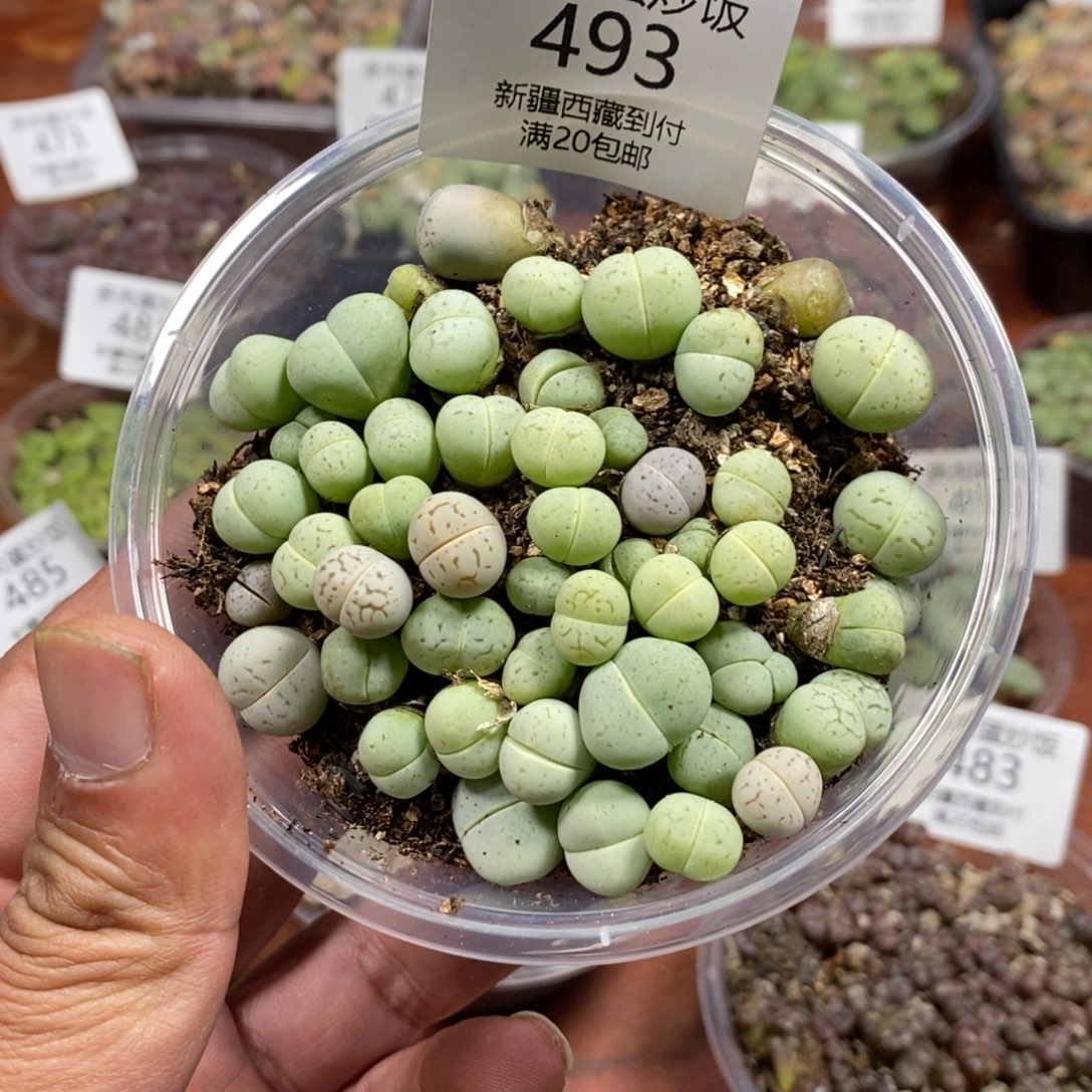 多肉蛋炒饭，感谢您相伴493