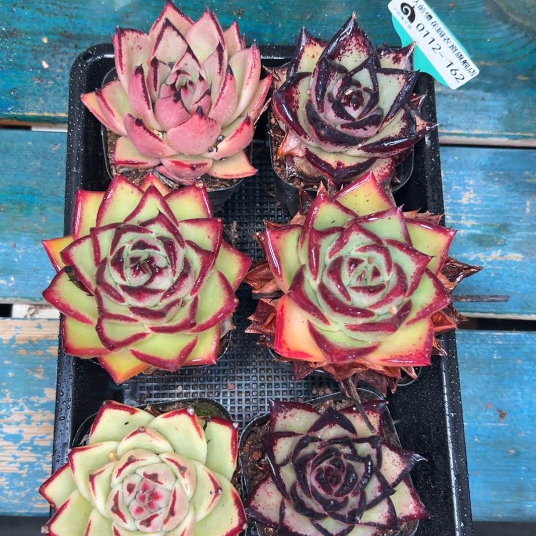 多肉一物一拍0112-162