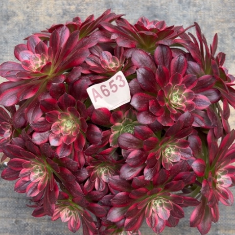 653安娜朵朵25厘米左右