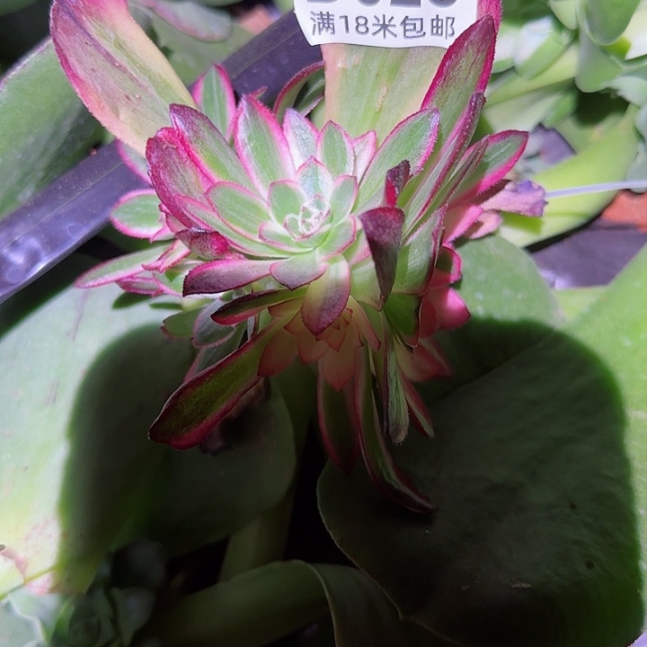 举***月多肉法师海神朵朵