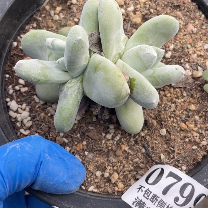 799号拇指多肉植物