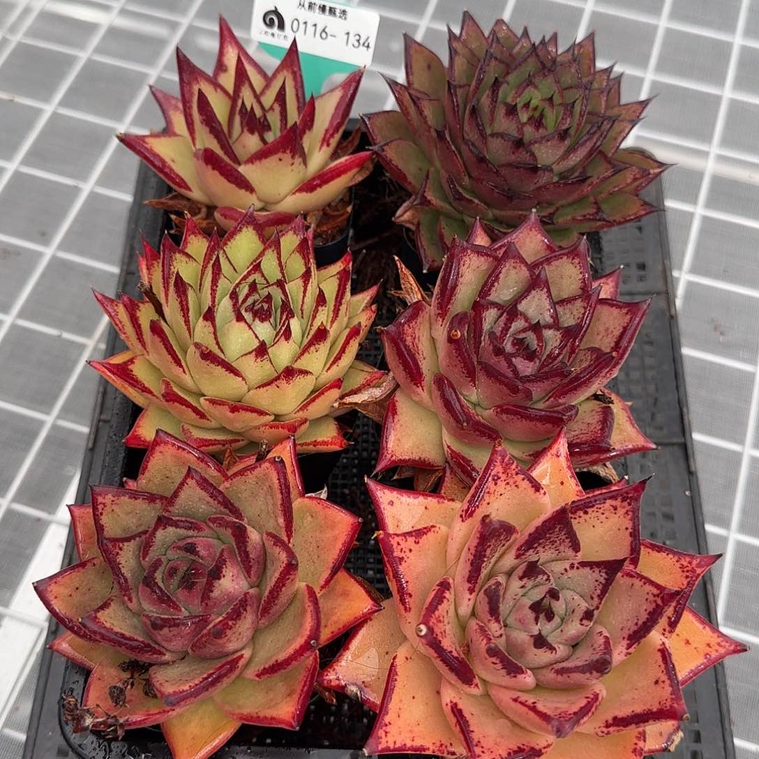 从前慢花园精选0116-134