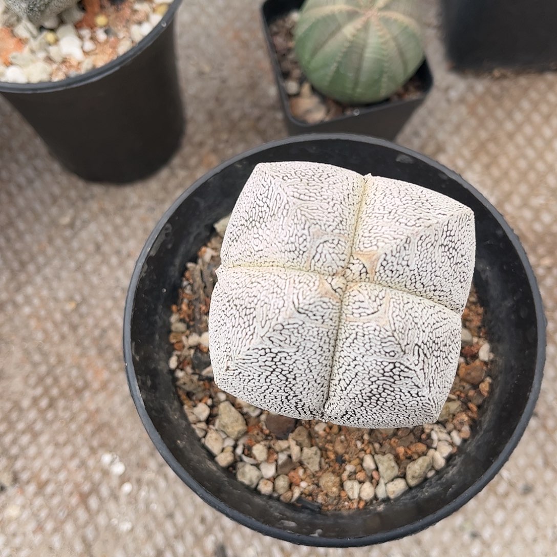 可***我无花朵嗯，总是生根一颗