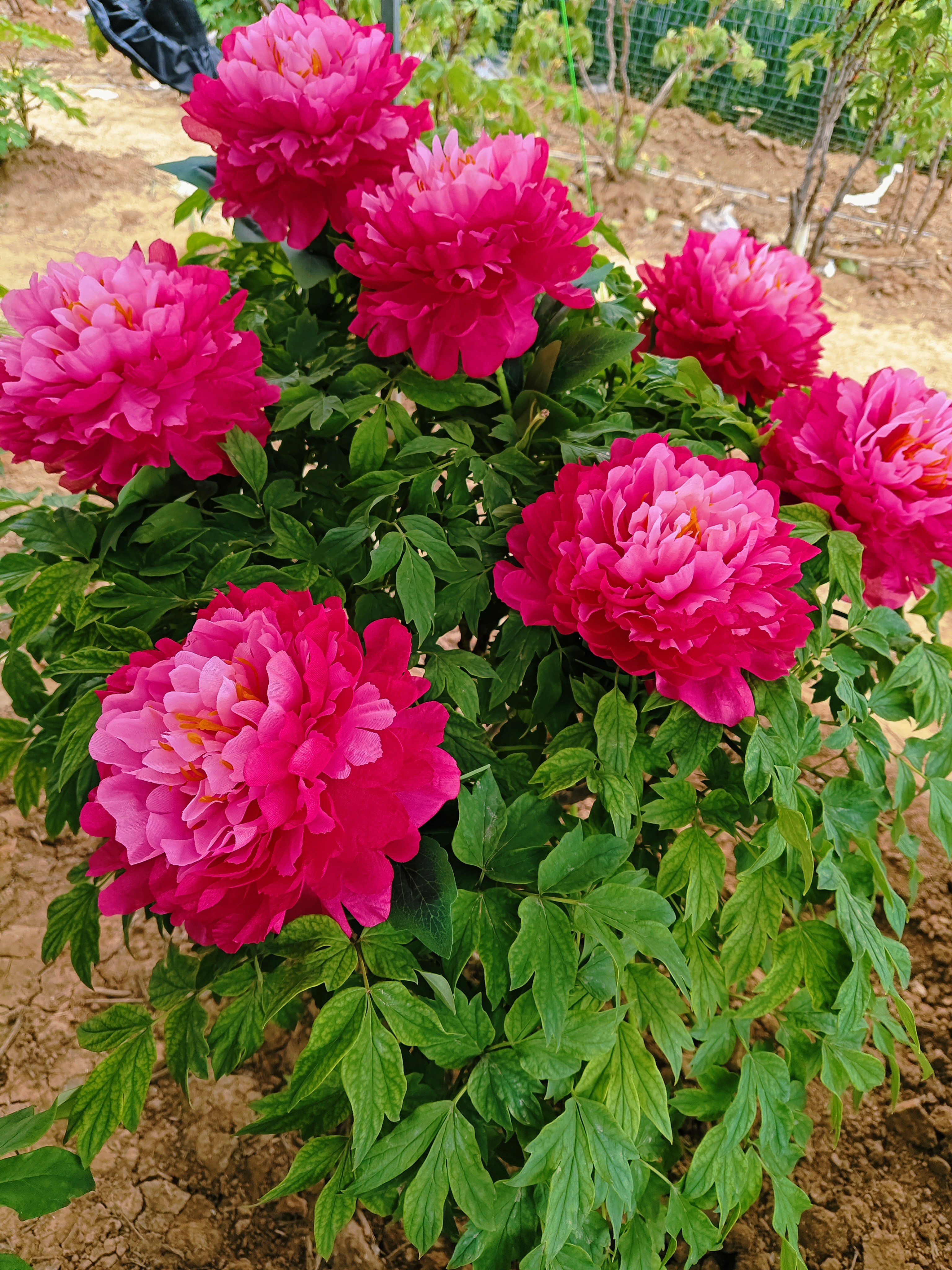 牡丹【彩映红装】秋季挖苗高端品种观赏牡丹地栽牡丹老桩