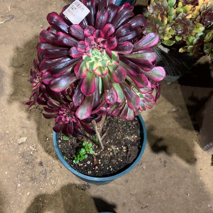 347铜花顺多肉植物特价