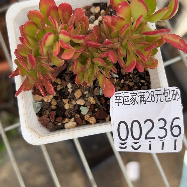 幸运的是我还没幸运