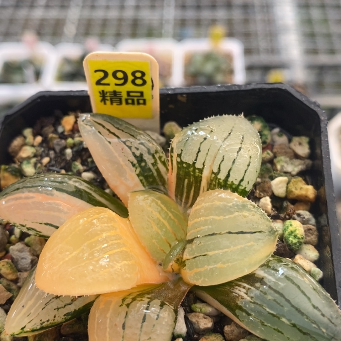 298亲指姬十二卷多肉植物