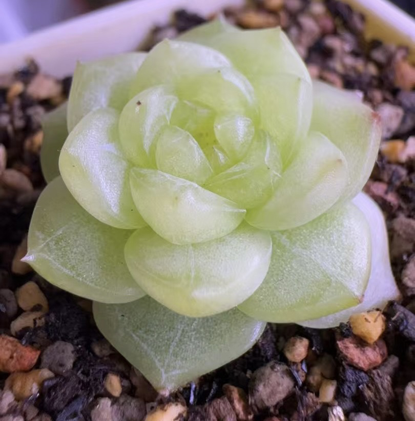 枕月珍妮多肉叶插苗，一物一拍，包对版，四公分盆口，本店满38包邮