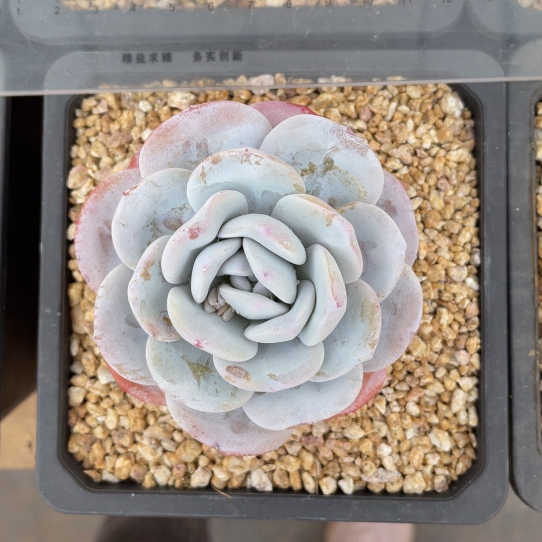 芬***密雪莲冠幅8 公分一物一拍