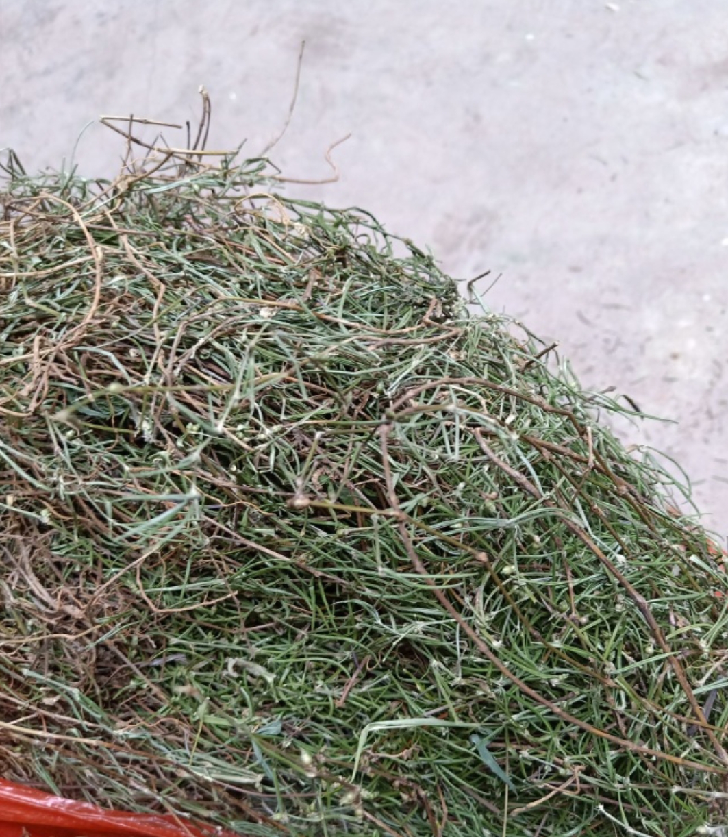 云南大山白花蛇舌草干货500克