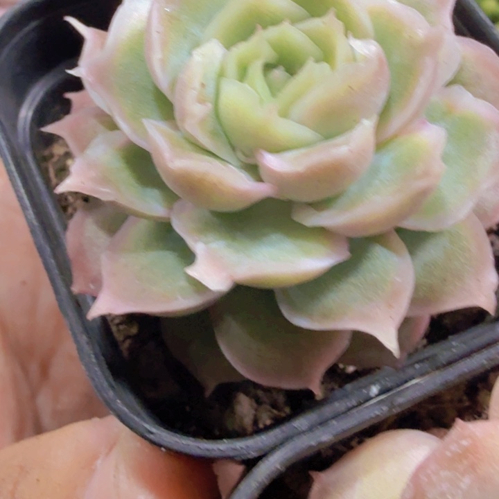 水晶虾饺单头王炸一颗