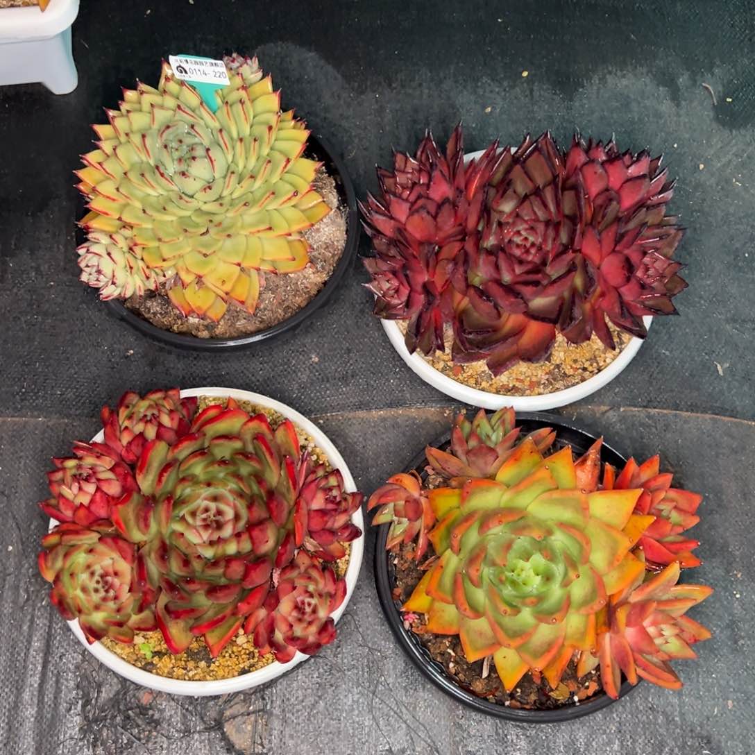 从前慢多肉精选编号0114.220