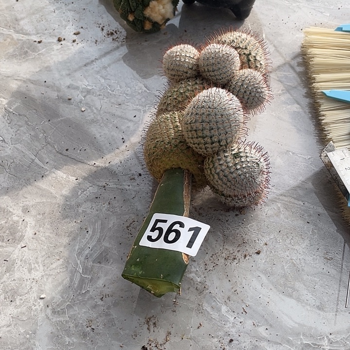 完全开放561佩勒一个